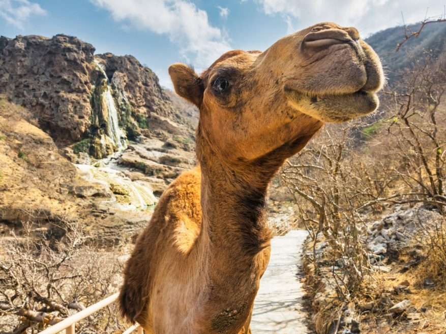 V Ománe žijú biele, hnedé a čierne ťavy – ukážte ich vašim deťom naživo, Salalah, Omán. © CK Satur