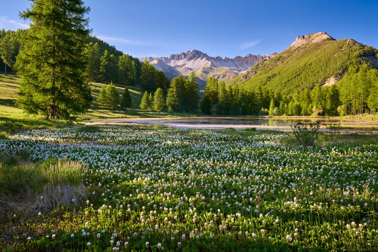 Alps
