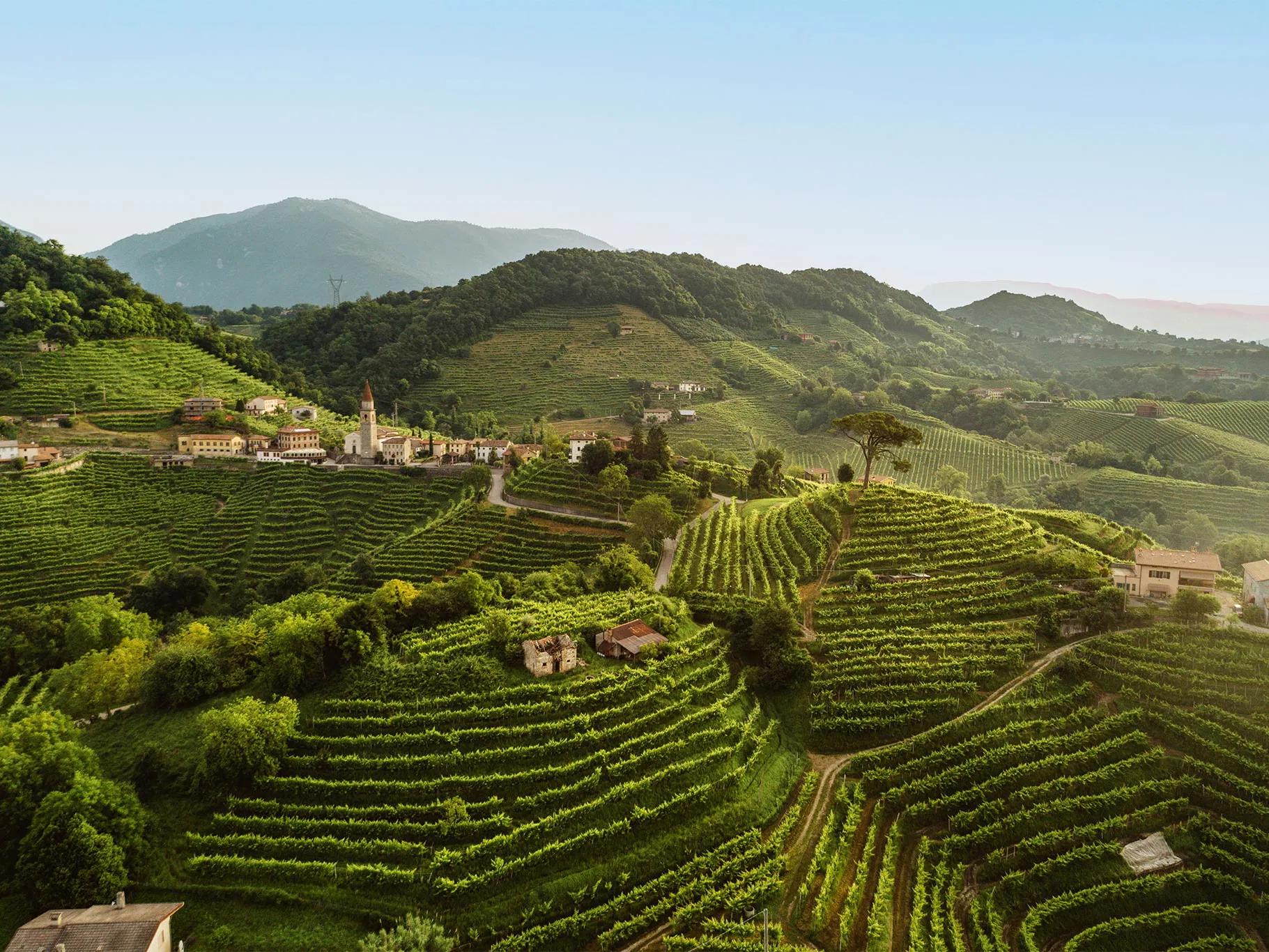 Vinohrady v oblasti Jerzu